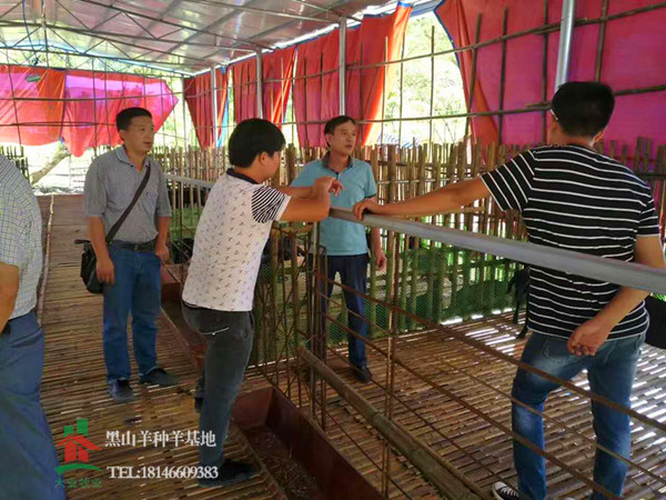 黑山羊养殖场建设